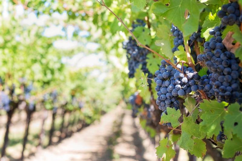Trouver un domaine viticole avec une belle vue pour échanger nos vœux près d'Aix-en-Provence en région Sud