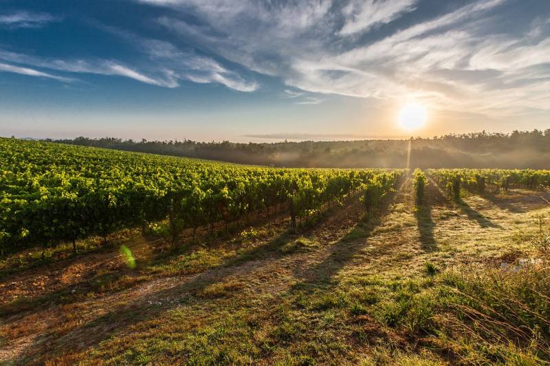 Louer un domaine viticole pour la réalisation d'un séminaire d'entreprise prés d'Aix-en-Provence en région Sud